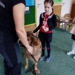 OTOZ Animals